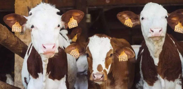 RFID动物耳标为津巴布韦的牛群提供健康状况的数字记录