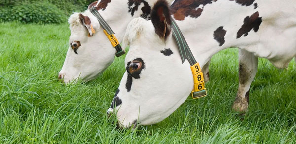 RFID畜牧业监管解决方案
